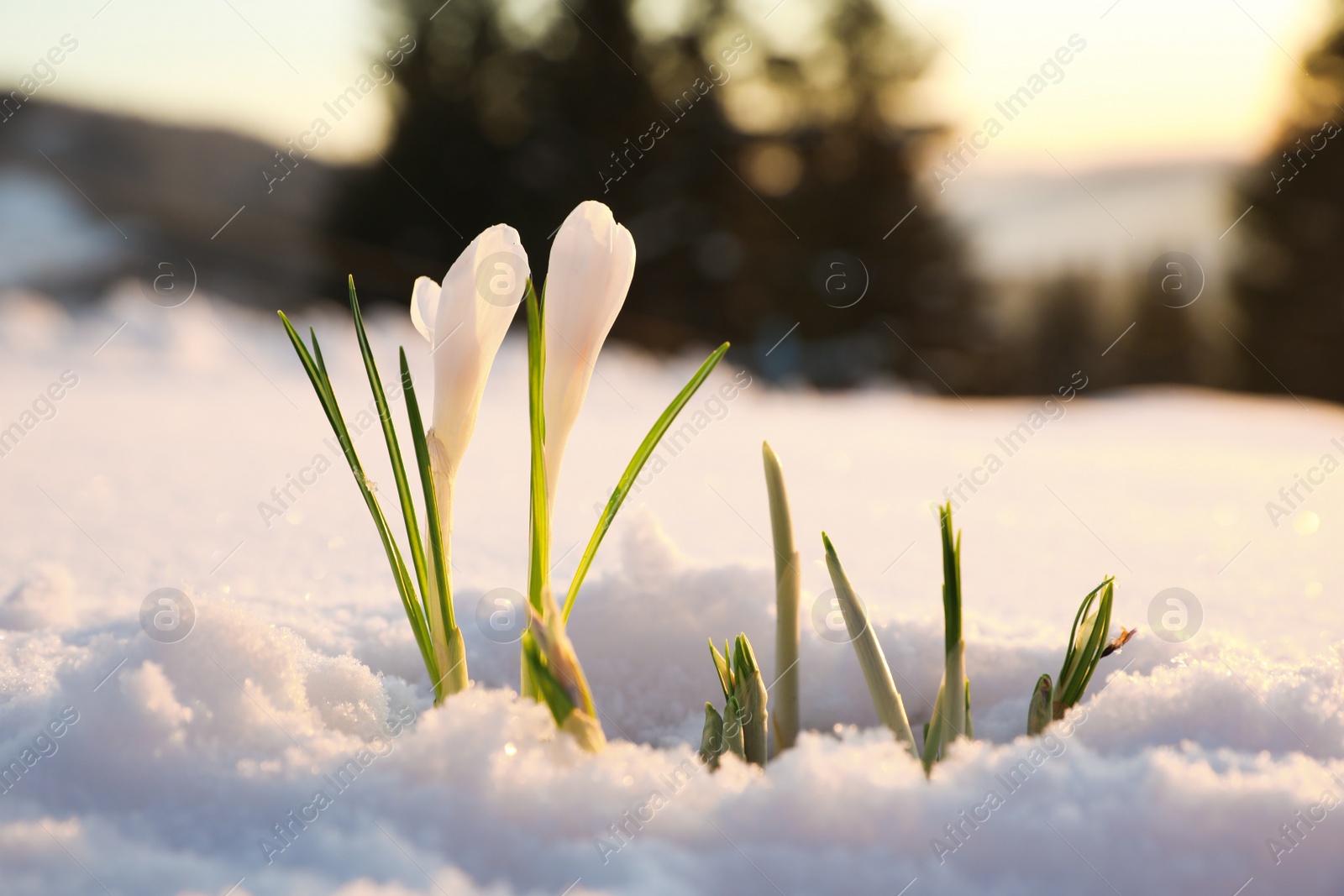 Photo of Beautiful crocuses growing through snow. First spring flowers