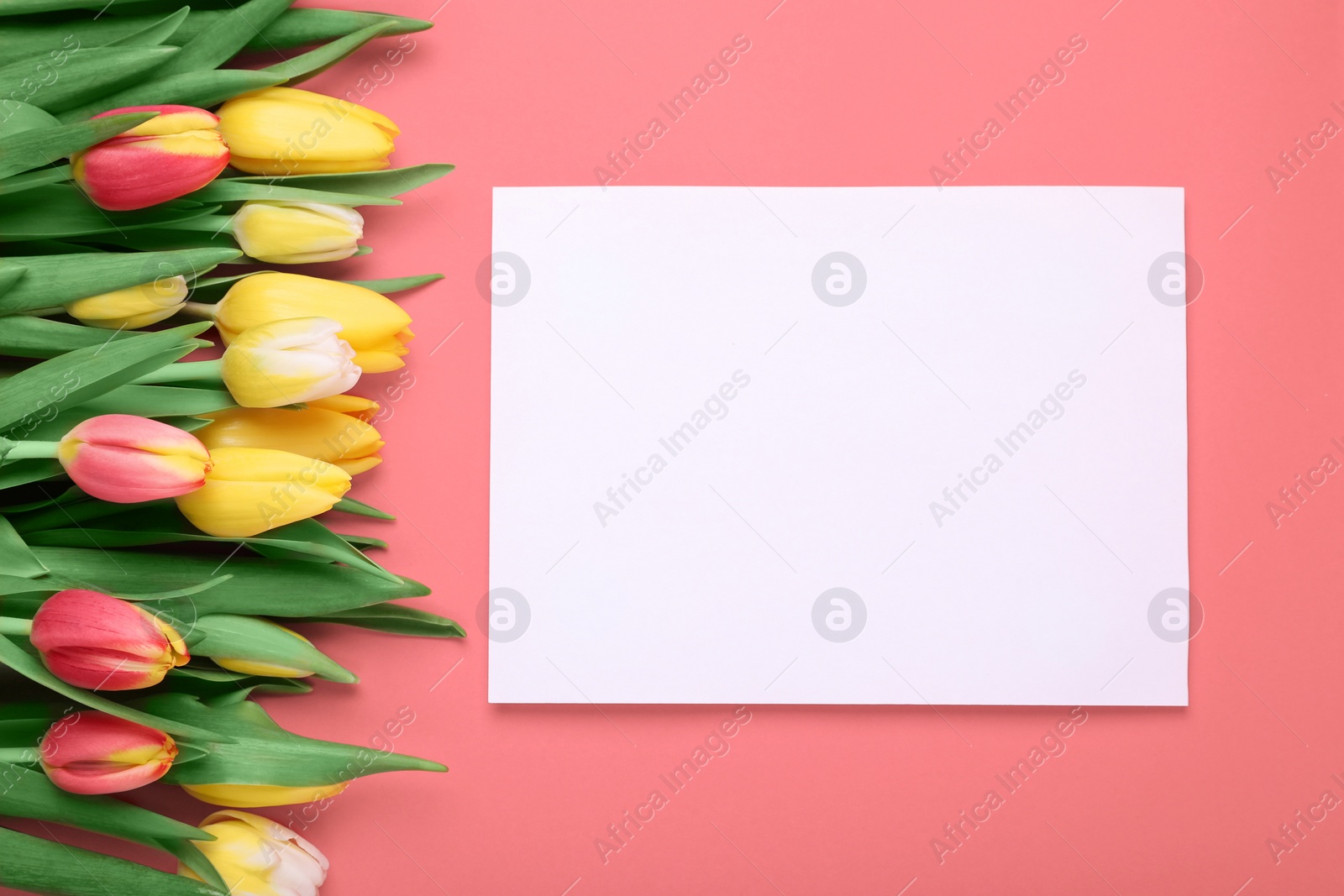Photo of Beautiful tulips and blank card on red background, flat lay