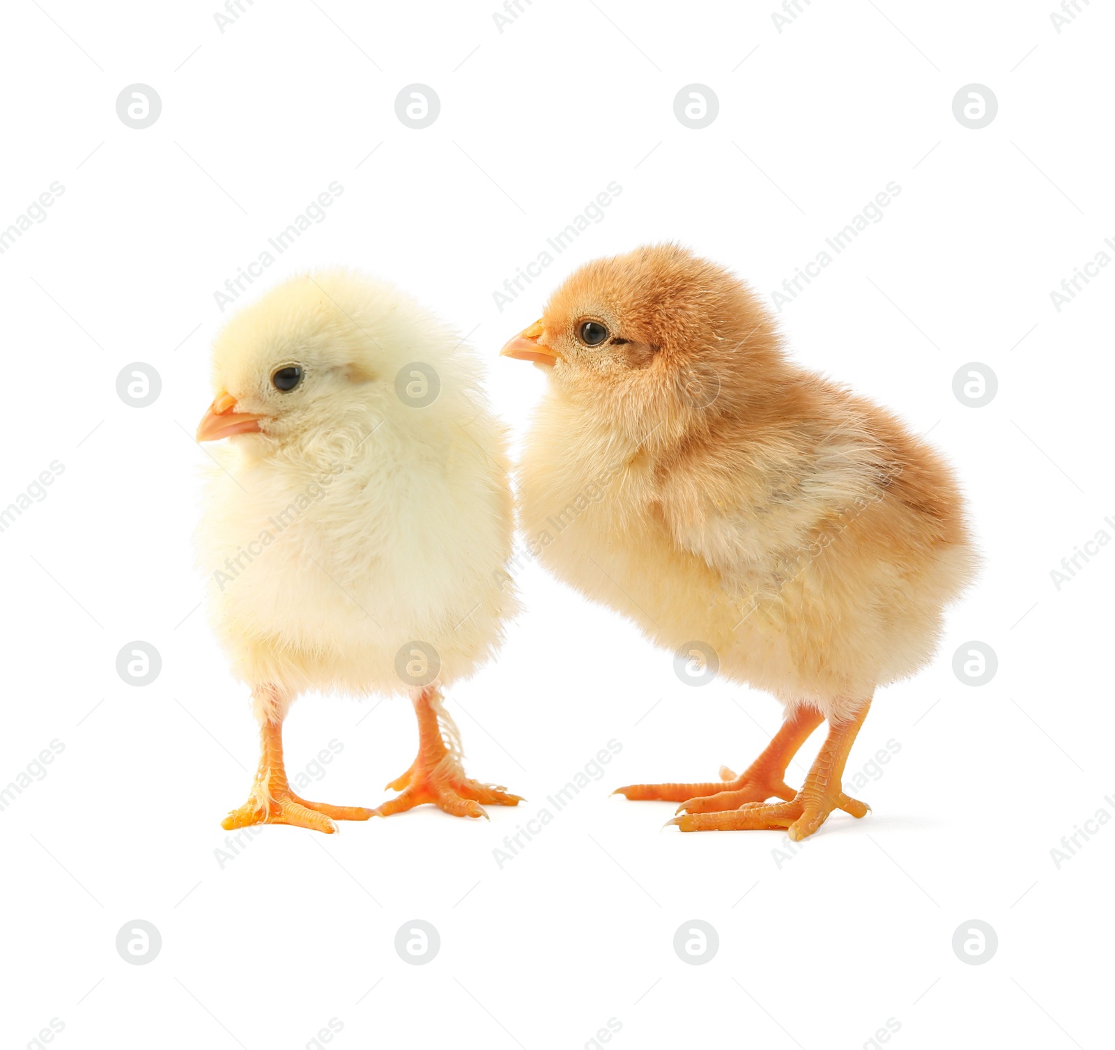 Photo of Two cute chicks isolated on white. Baby animals