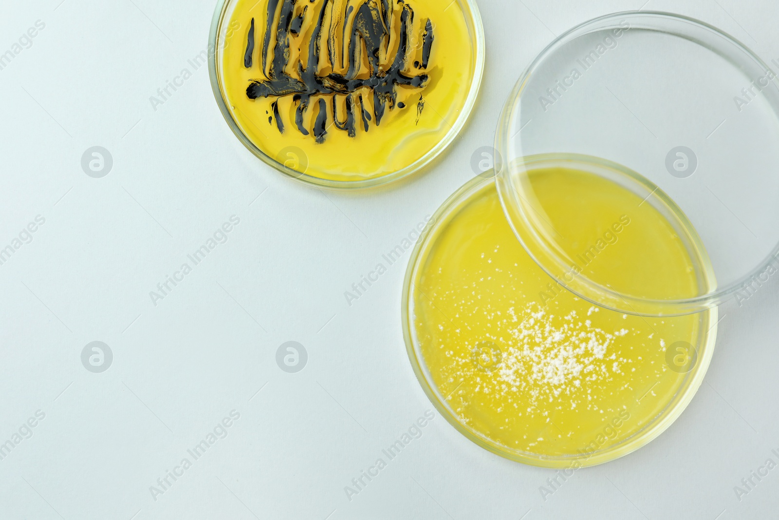Photo of Petri dishes with different bacteria colonies on white background, flat lay. Space for text