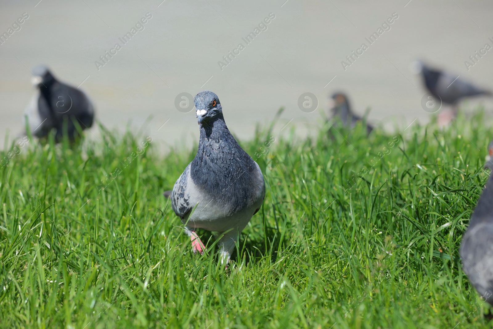 Photo of Beautiful grey doves on green grass outdoors