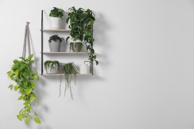 Photo of Green houseplants in pots and watering can on shelves near white wall, space for text