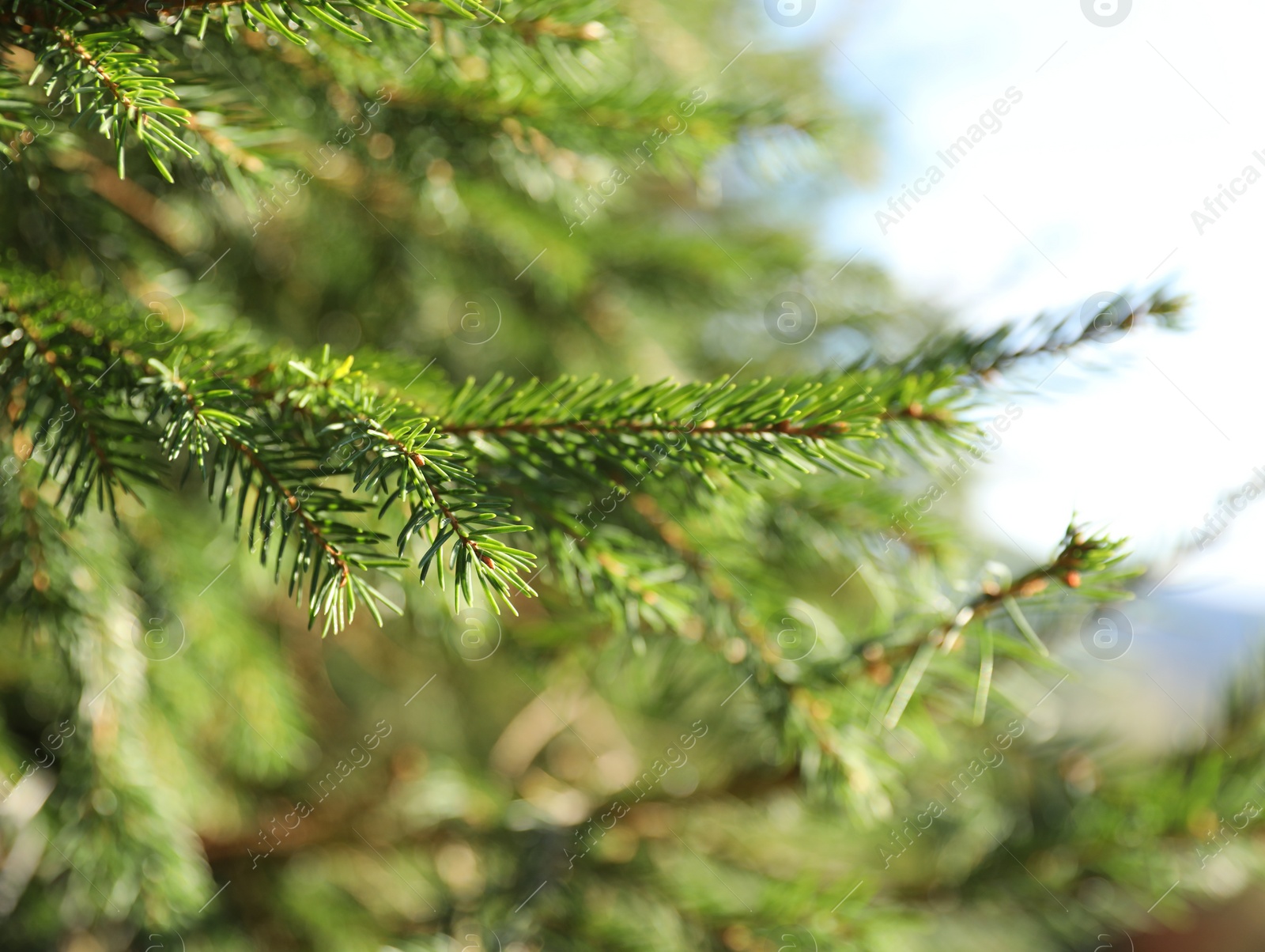 Photo of Beautiful green spruce in forest, space for text