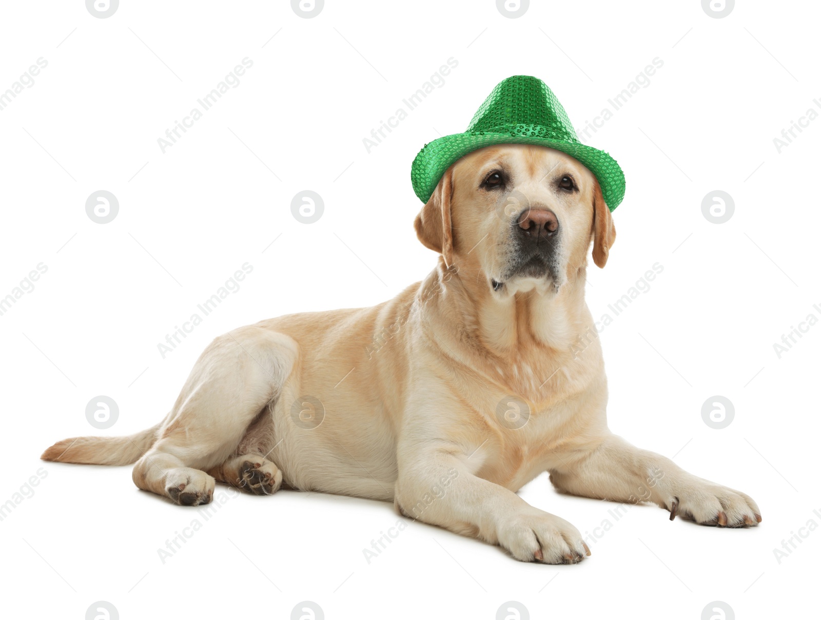 Image of Cute labrador retriever with leprechaun hat on white background. St. Patrick's Day