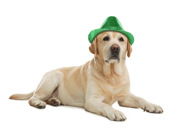 Cute labrador retriever with leprechaun hat on white background. St. Patrick's Day