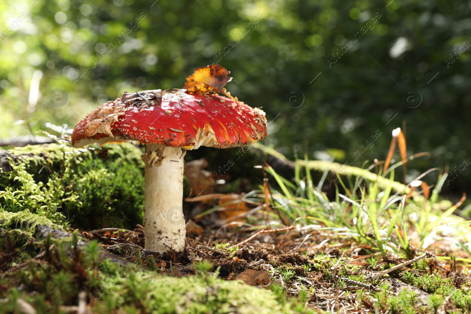 Photo of One poisonous mushroom growing in forest, closeup. Space for text