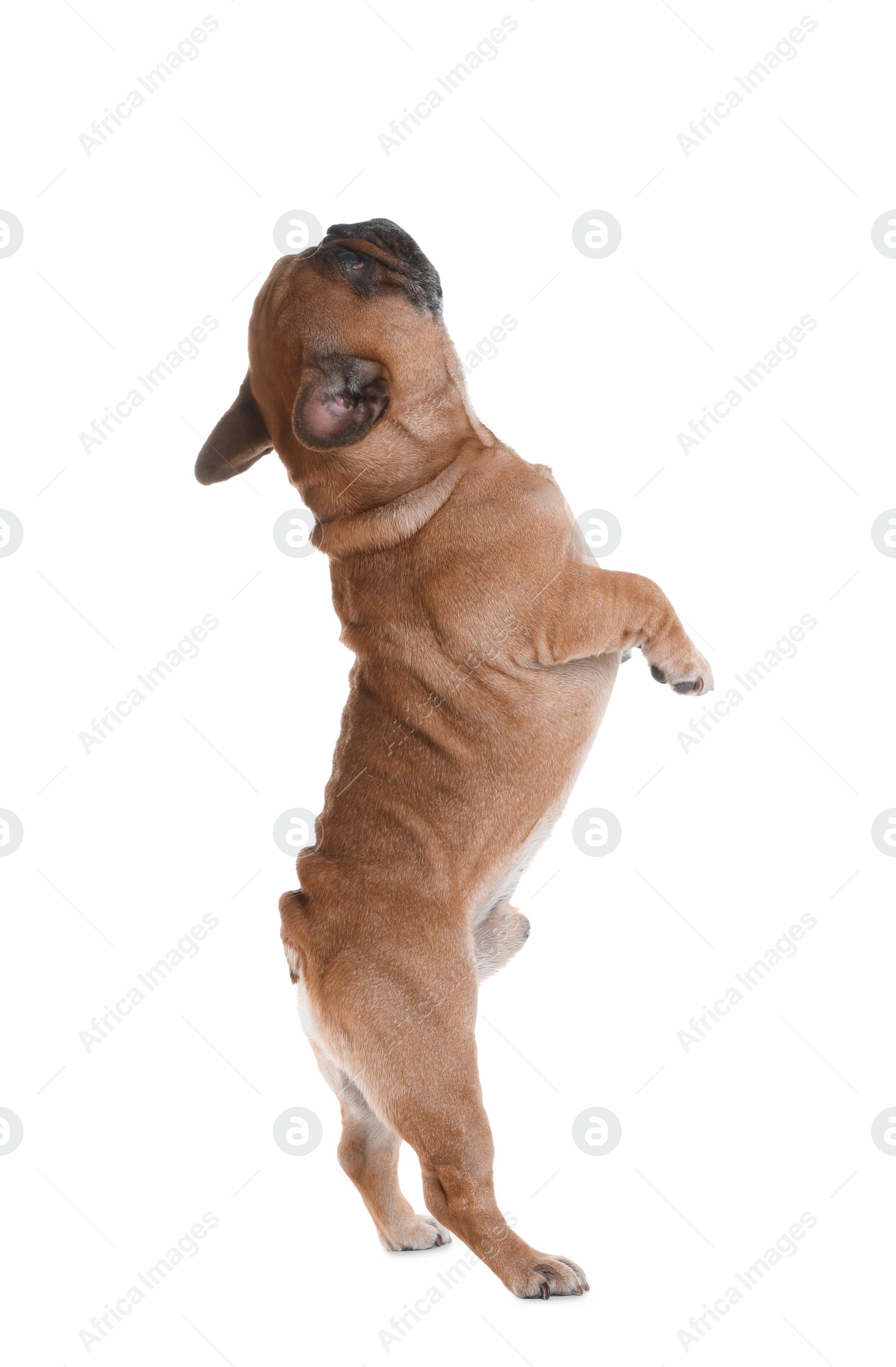 Photo of Cute French bulldog on white background. Funny pet