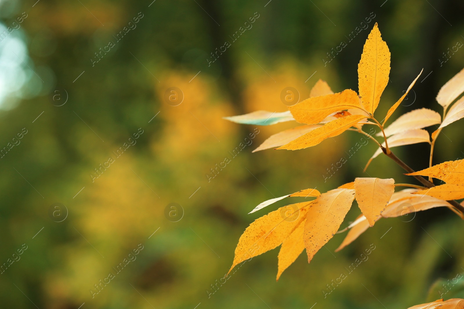 Photo of Tree with bright leaves outdoors on autumn day