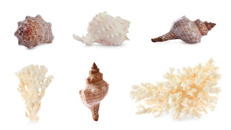 Set of different exotic sea shells and dry corals on white background