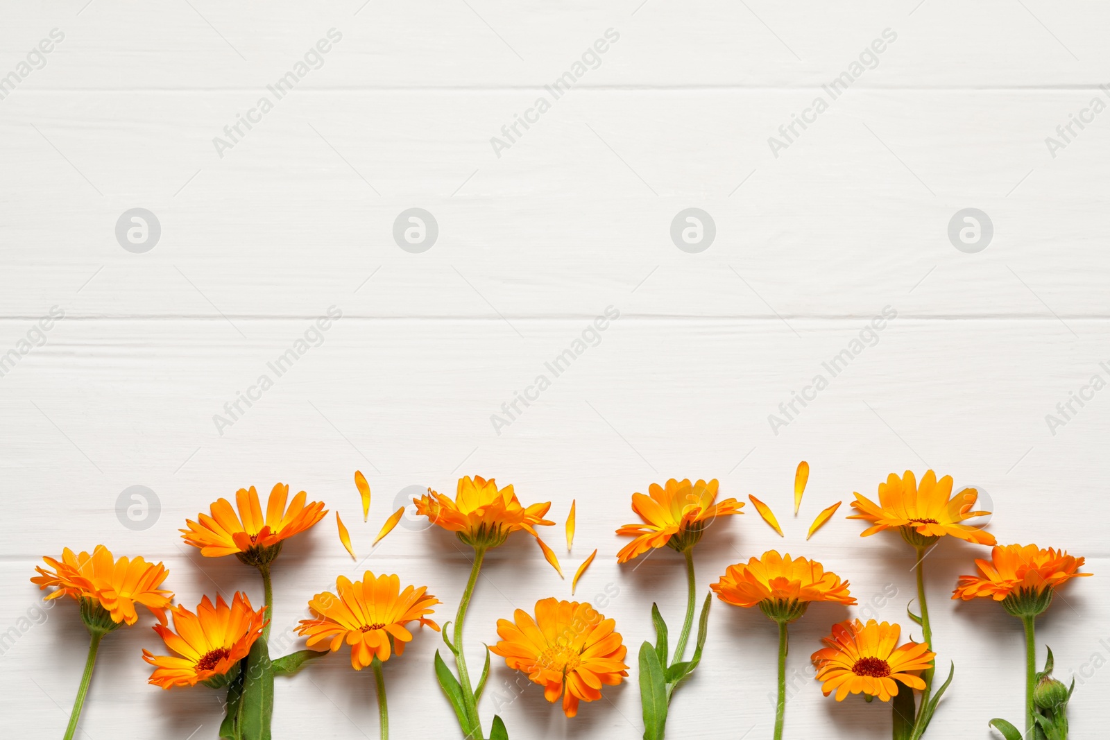 Photo of Beautiful fresh calendula flowers on white wooden table, flat lay. Space for text