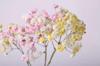 Photo of Beautiful colorful gypsophila flowers on white background, closeup