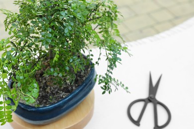 Photo of Beautiful potted Bonsai tree on white table outdoors. Space for text
