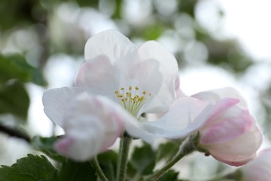 Closeup view of blossoming quince tree outdoors