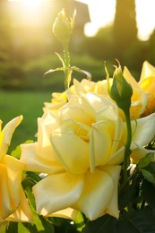 Beautiful yellow roses on sunny day outdoors, closeup