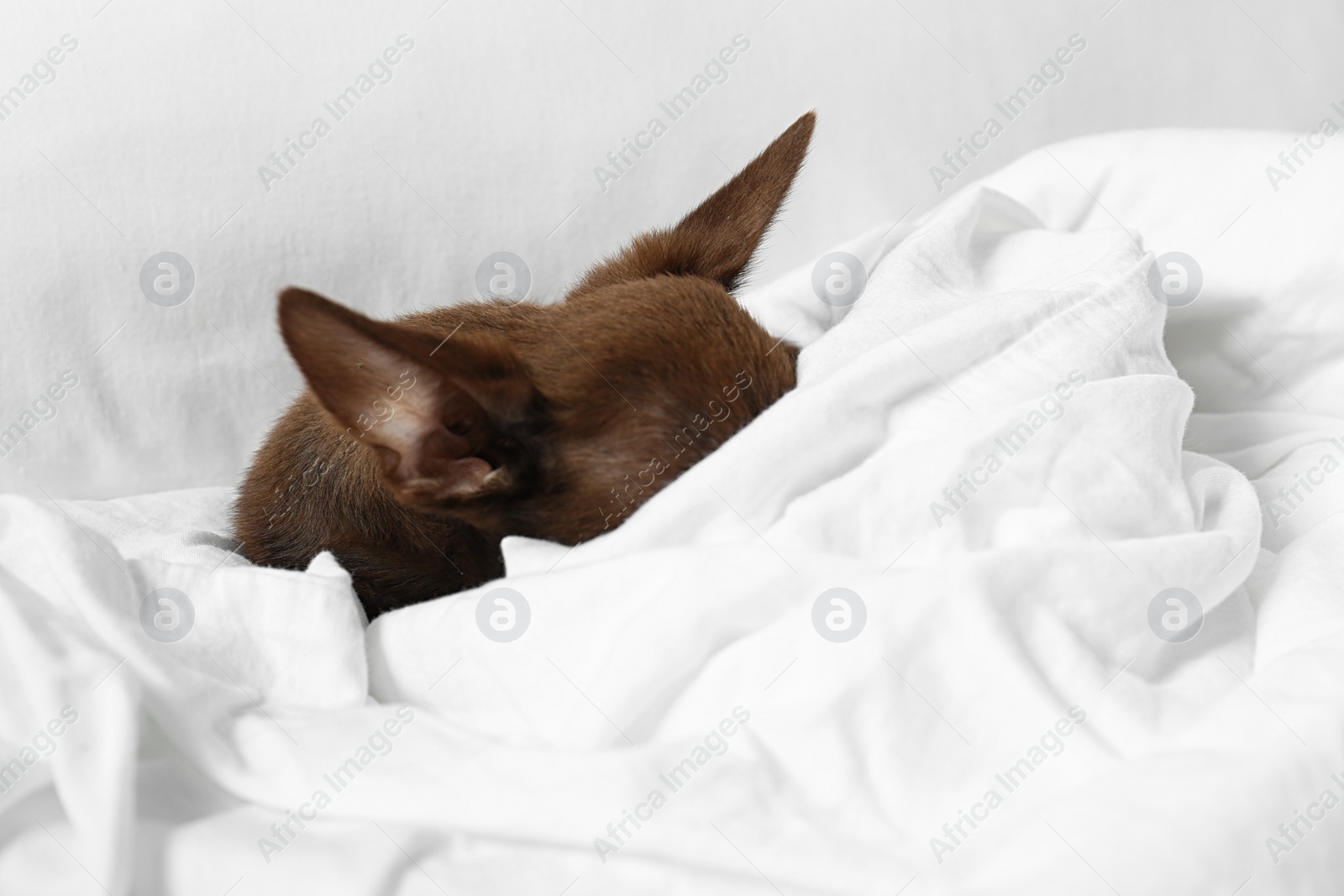 Photo of Cute small Chihuahua dog sleeping in bed