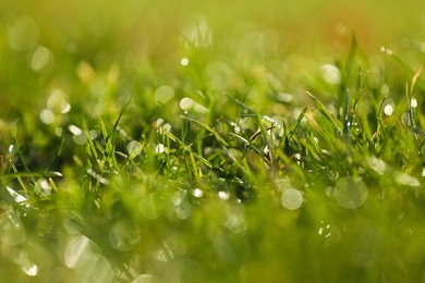 Photo of Beautiful green grass with dew on nice sunny morning, closeup