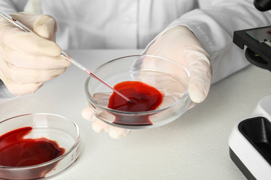 Scientist taking blood sample from Petri dish with pipette in laboratory, closeup. Virus research