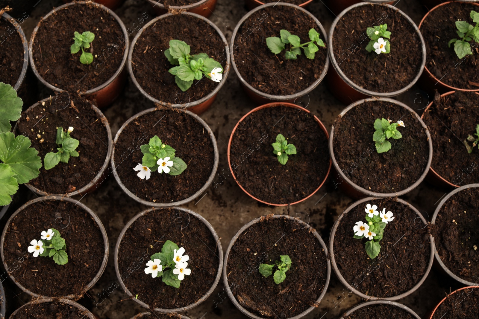 Photo of Many blooming flowers growing in pots with soil, top view