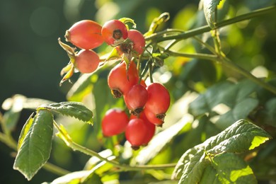 Photo of Rose hip bush with ripe red berries in garden, closeup