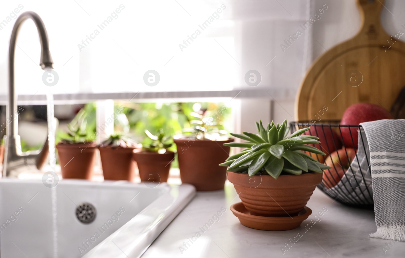 Photo of Different potted plants on window sill in kitchen