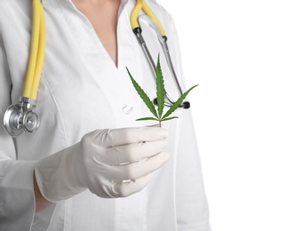 Photo of Doctor holding fresh hemp leaf on white background, closeup