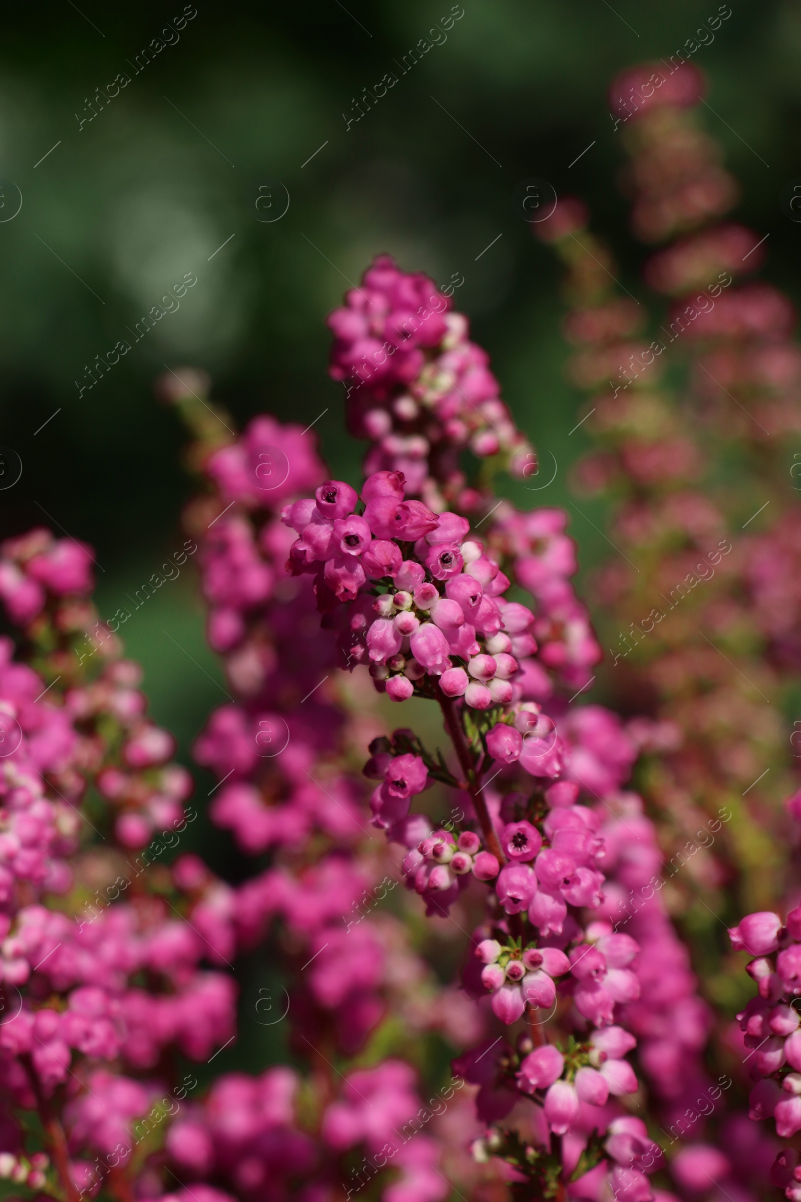 Photo of Heather shrub with beautiful blooming flowers outdoors on sunny day, closeup