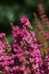 Photo of Heather shrub with beautiful blooming flowers outdoors on sunny day, closeup