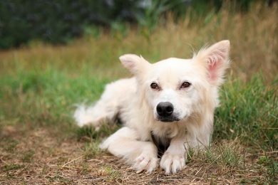 Homeless dog at animal shelter outdoors. Concept of volunteering