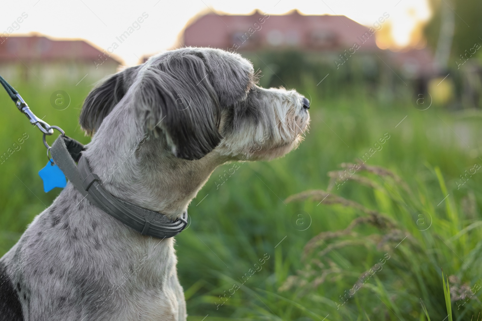 Photo of Cute dog with leash on green grass outdoors, closeup