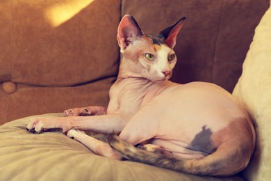 Photo of Adorable Sphynx cat lying on pillow indoors. Cute pet