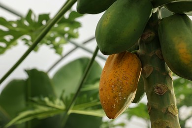 Photo of Papaya fruits growing on tree in greenhouse, closeup. Space for text