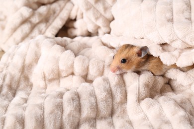 Photo of Cute little hamster on soft white plaid