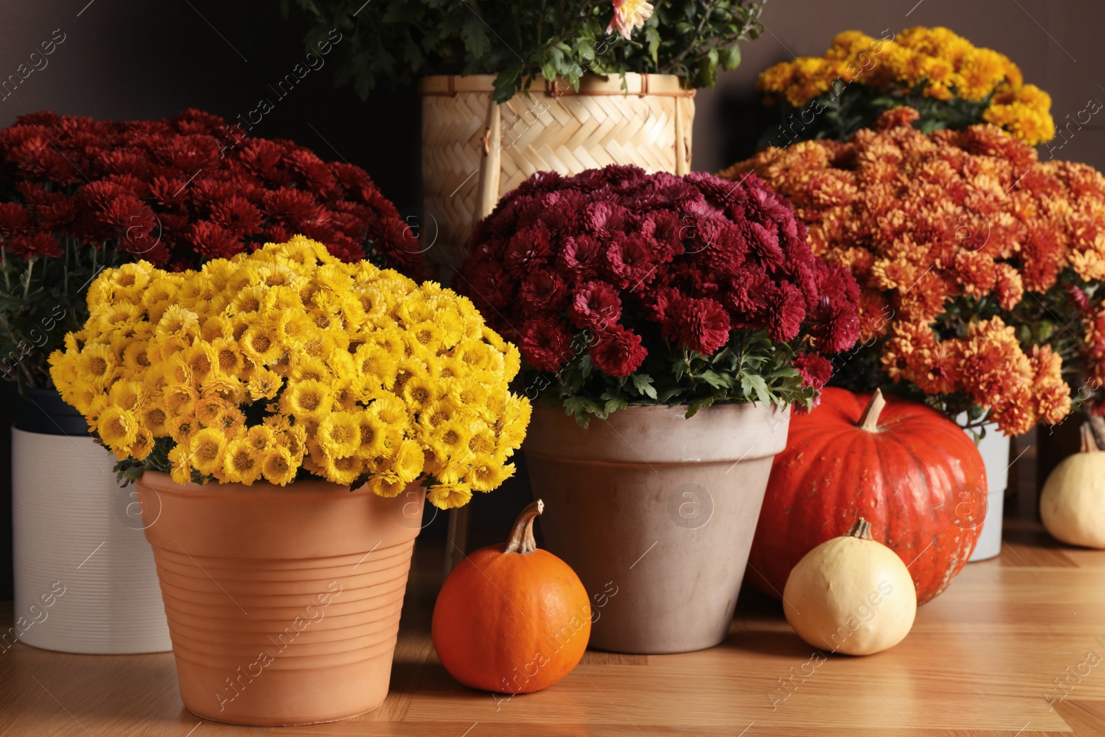 Photo of Beautiful fresh chrysanthemum flowers and pumpkins near brown wall