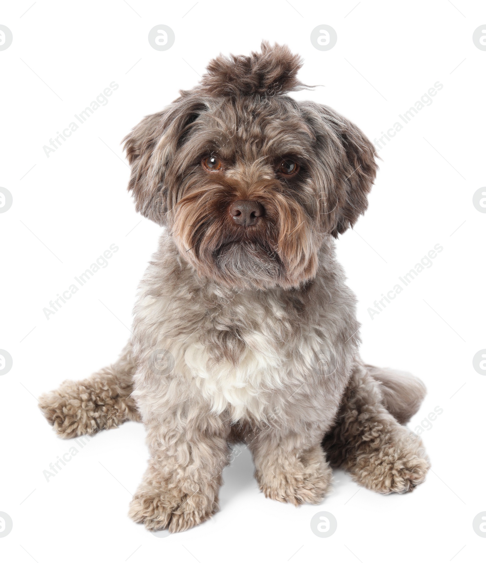 Photo of Cute Maltipoo dog on white background. Lovely pet