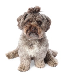 Cute Maltipoo dog on white background. Lovely pet