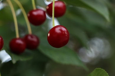 Photo of Closeup view of cherry tree with ripe red berries outdoors