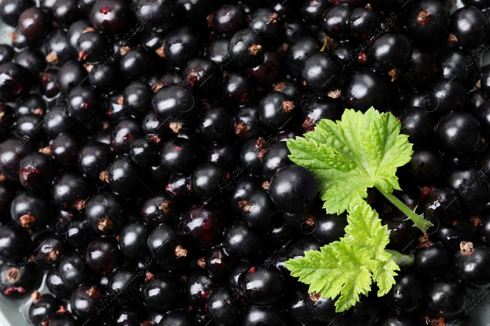 Photo of Many ripe blackcurrants and leaves as background, closeup