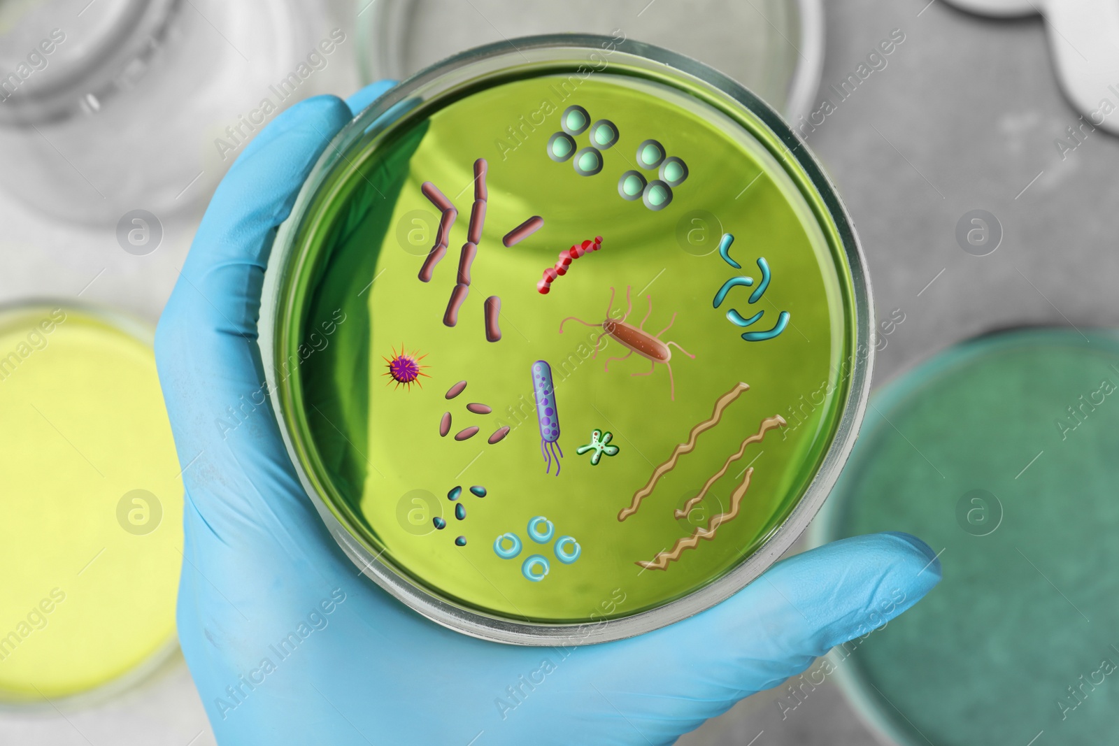 Image of Scientist holding Petri dish with green liquid sample and microbes, top view. Laboratory analysis