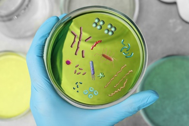 Scientist holding Petri dish with green liquid sample and microbes, top view. Laboratory analysis