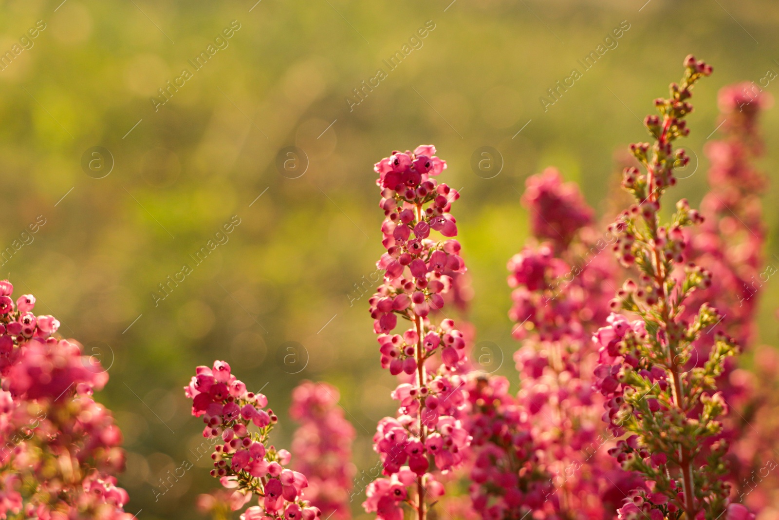 Photo of Heather shrub with blooming flowers outdoors on sunny day, closeup. Space for text