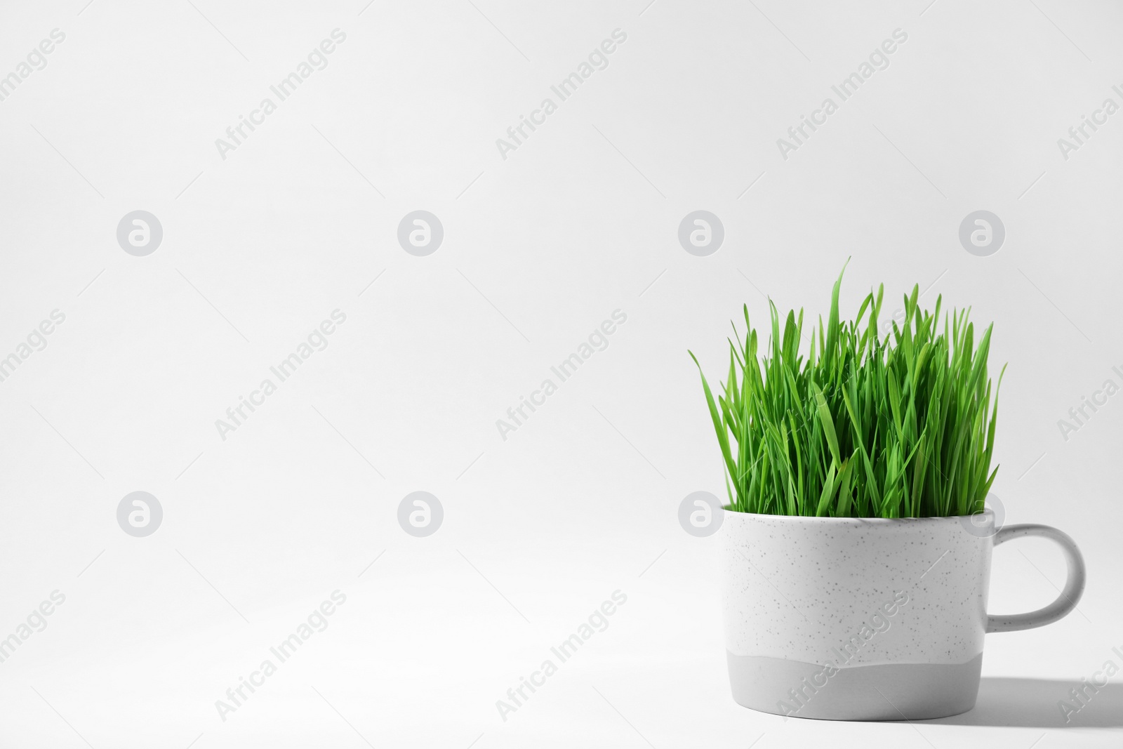 Photo of Ceramic cup with fresh wheat grass on white background, space for text