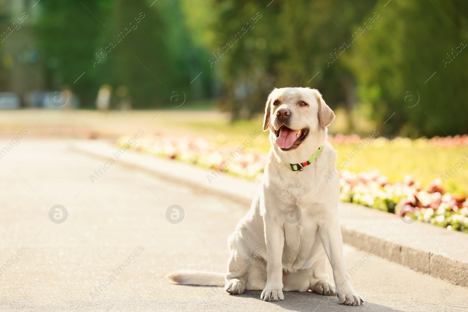 Photo of Cute yellow labrador retriever outdoors on sunny day