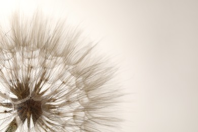 Photo of Beautiful fluffy dandelion flower on beige background, closeup. Space for text