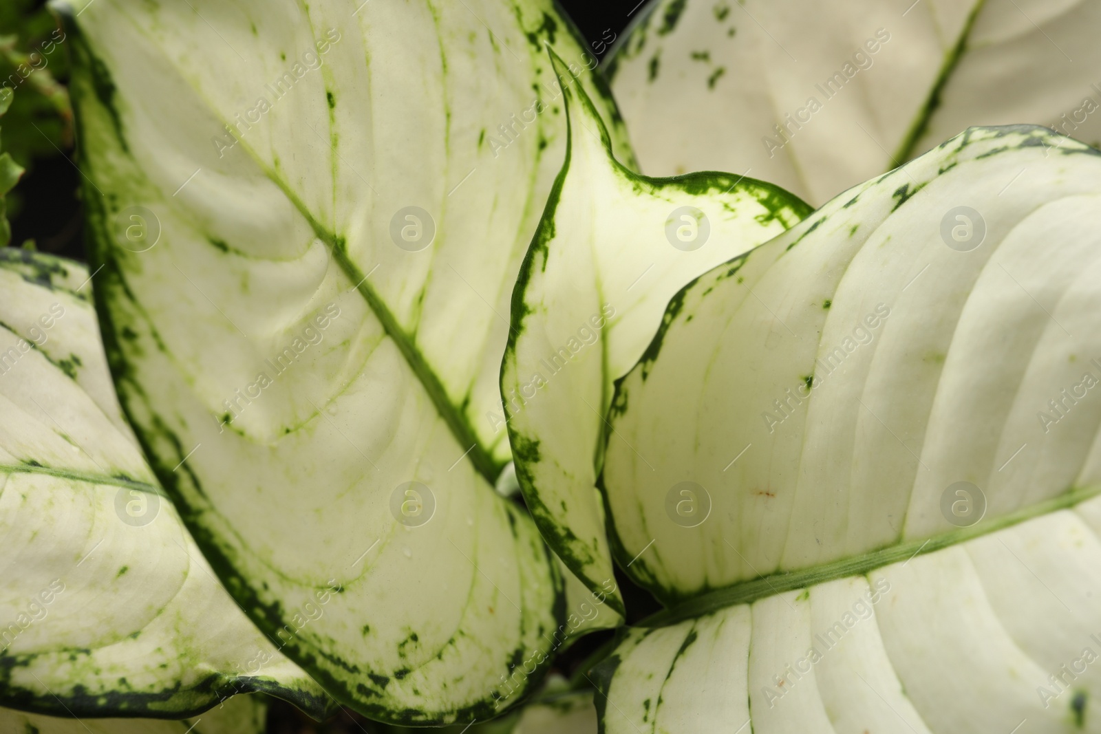 Photo of Dieffenbachia with lush leaves, closeup. Tropical plant