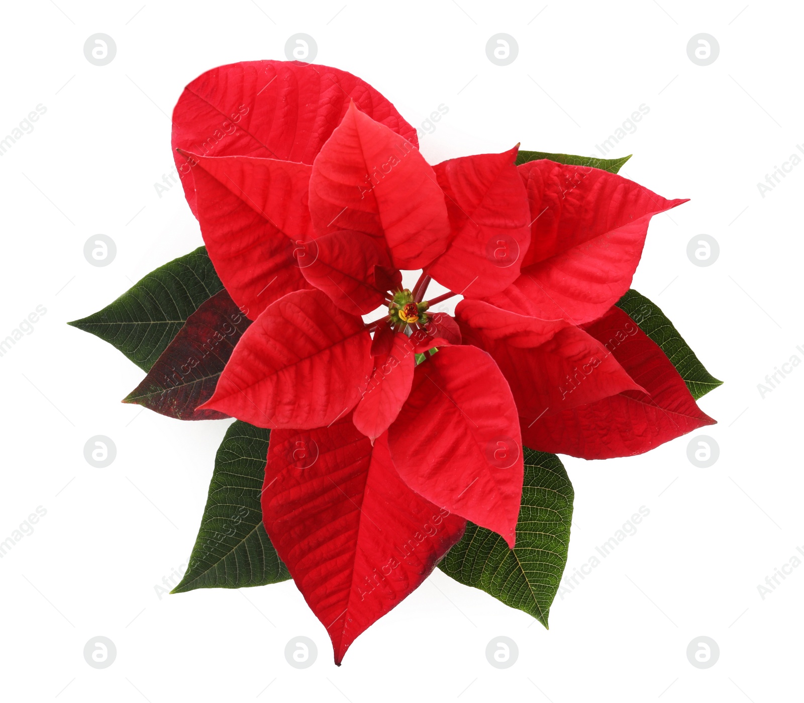 Photo of Beautiful Poinsettia isolated on white, top view. Traditional Christmas flower