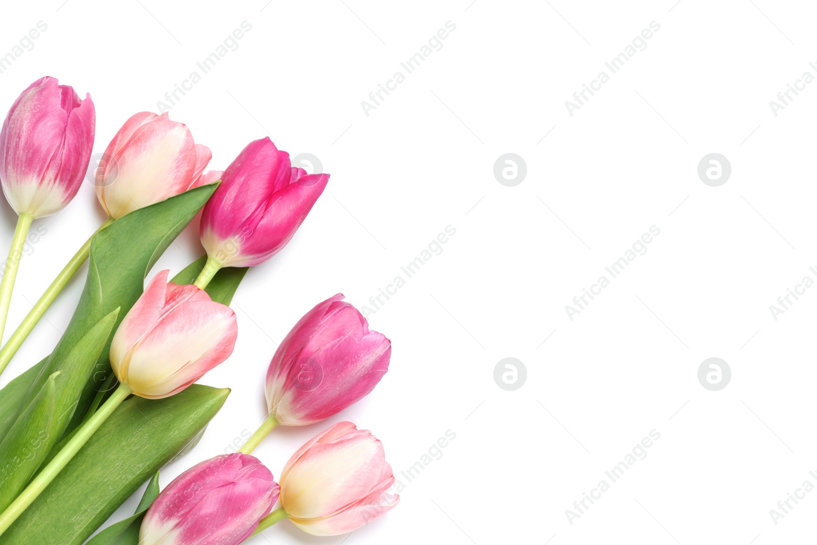 Photo of Beautiful pink tulip flowers isolated on white, top view