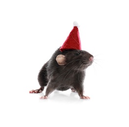 Photo of Cute little rat in Santa hat on white background. Chinese New Year symbol