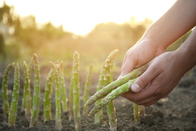 Photo of Man picking fresh asparagus in field, closeup