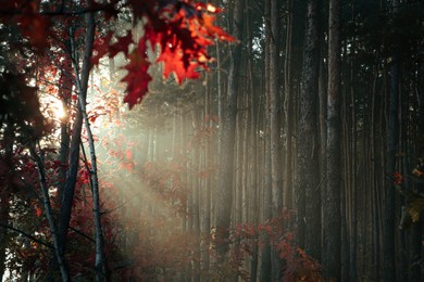 Majestic view of forest with sunbeams shining through yellowed trees. Autumn season