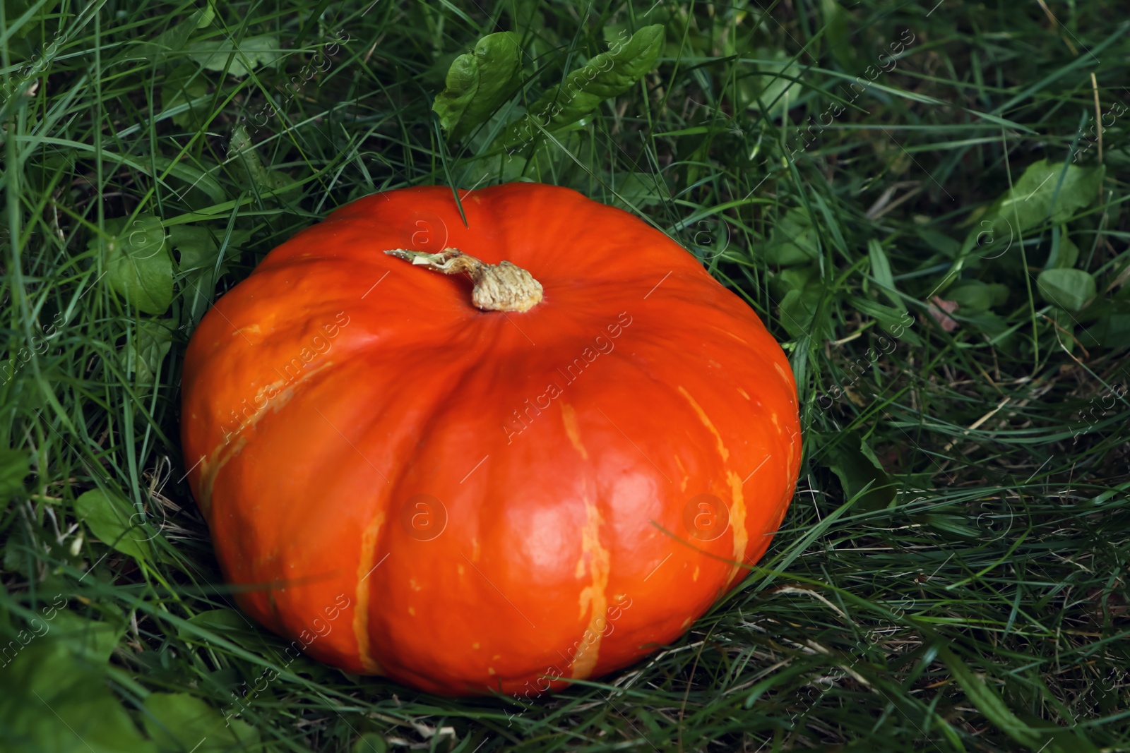 Photo of Ripe orange pumpkin among green grass outdoors, closeup